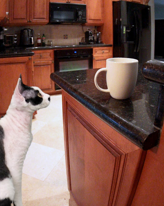 Daredevil Cat Dives Into Coffee Cup