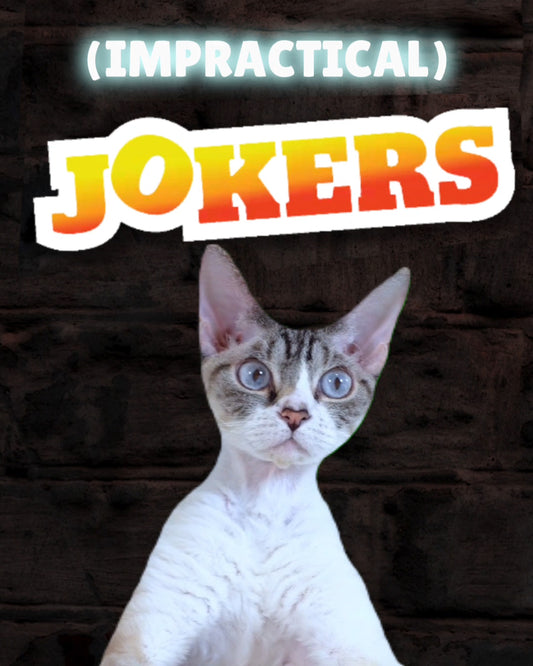 Impractical Jokers... Cat Style