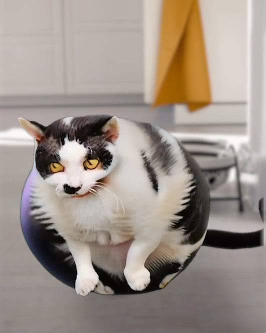 Funny Cat Feels Bloated After Too Many Snacks