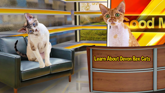 [Video] Cat Talk Show: The Devon Rex Breed