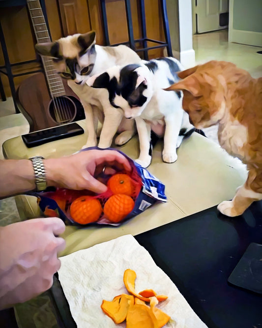 Three Cats And A Bag Of Cuties