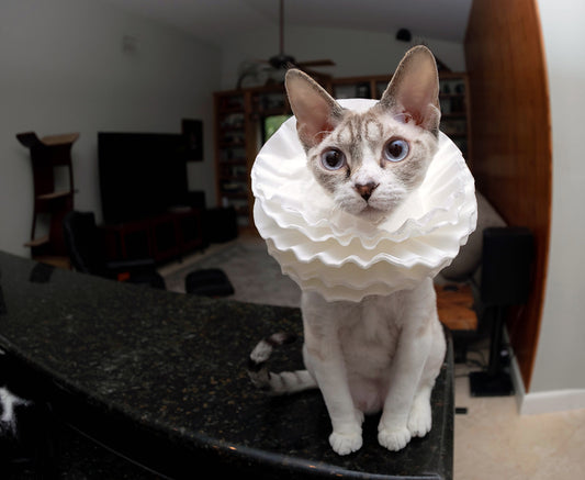 Elizabethan Collar