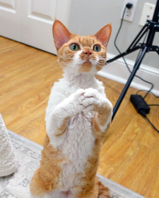 Curly-Haired Devon Rex Cat Holds Hands for Snacks