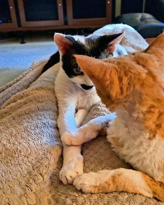 Cute Devon Rex Cats Hold Hands