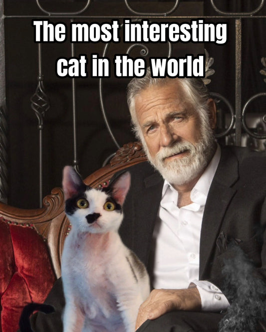 Most Interesting Cat