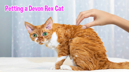 [Video] Petting a Devon Rex