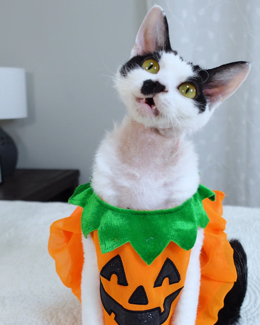 Devon Rex Cat Is Too Early For Halloween