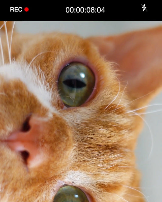 Devon Rex Cat Takes Accidental Selfie