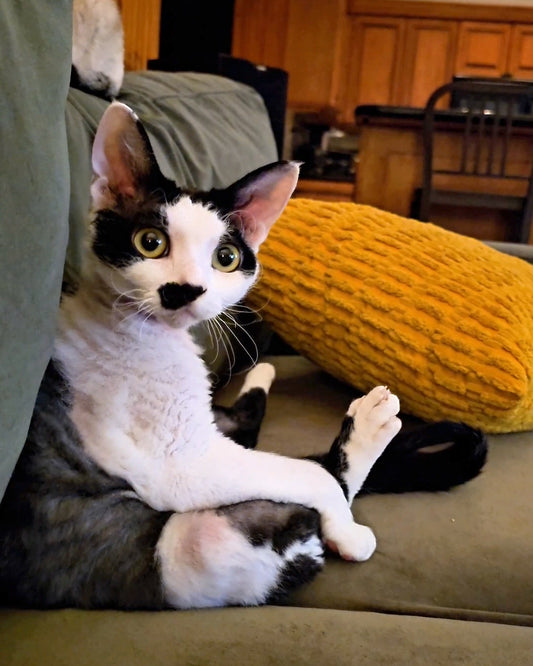 Cute Devon Rex Cat Watches His Stories