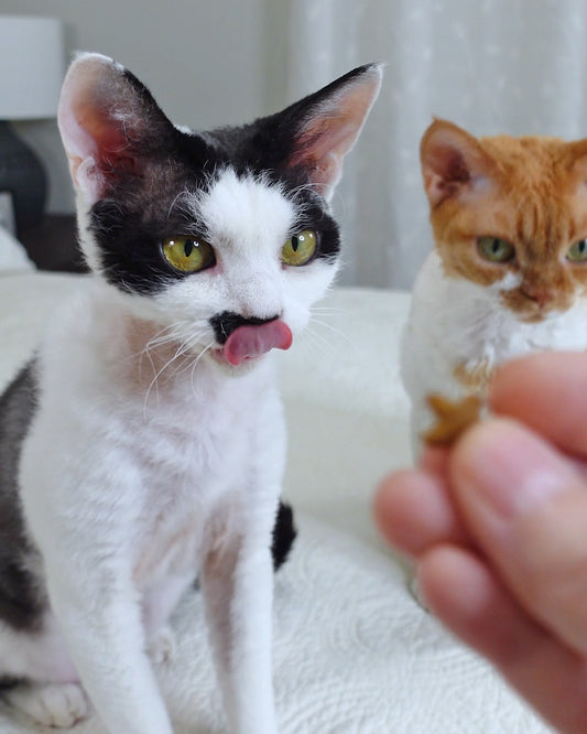 Triple Treat Time for Devon Rex Trio