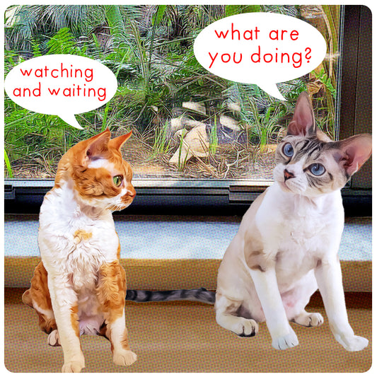 Sunday Funnies: Anticipation